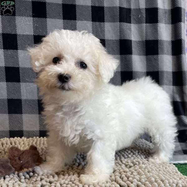 Lola, Bichon Frise Puppy