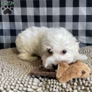 Lottie, Bichon Frise Puppy