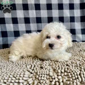 Lottie, Bichon Frise Puppy