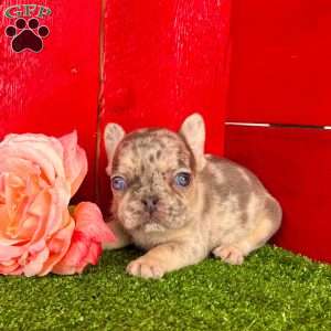 Zoey, French Bulldog Puppy