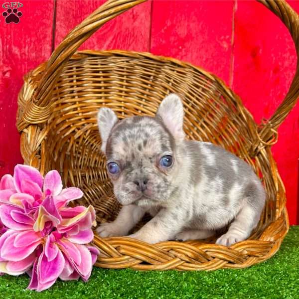 Zoey, French Bulldog Puppy