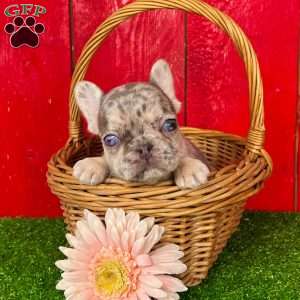 Zoey, French Bulldog Puppy