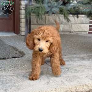 Rex, Goldendoodle Puppy