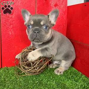 Zeus, French Bulldog Puppy