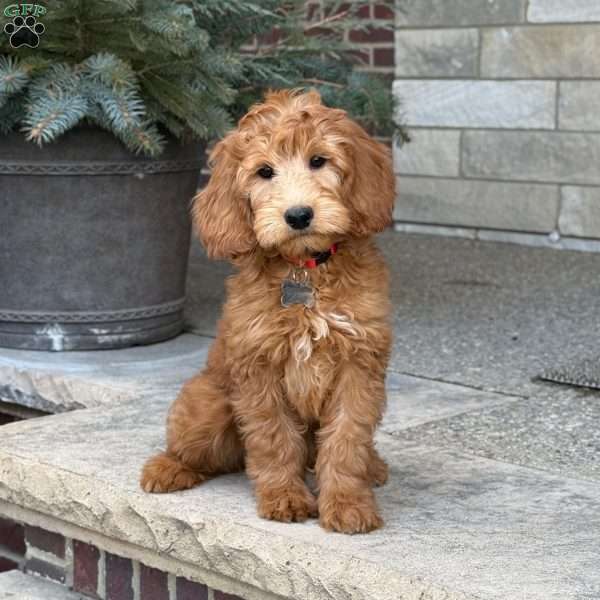 Rex, Goldendoodle Puppy