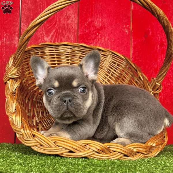 Zeus, French Bulldog Puppy