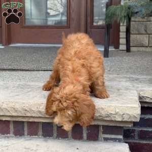 Rex, Goldendoodle Puppy