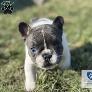 Chaysie, French Bulldog Puppy