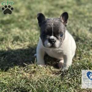 Chaysie, French Bulldog Puppy