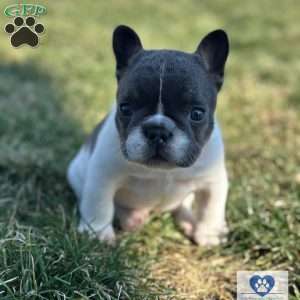 Chaysie, French Bulldog Puppy