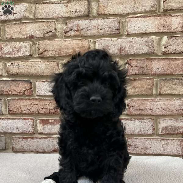 Stitch F1B, Cockapoo Puppy