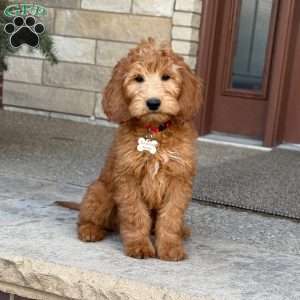 Rex, Goldendoodle Puppy