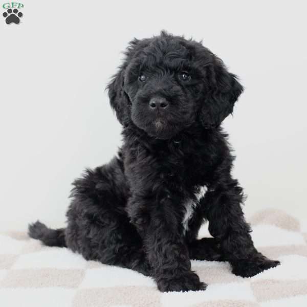 Bloom, Goldendoodle Puppy