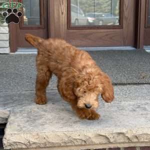 Rex, Goldendoodle Puppy