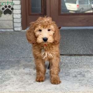 Rex, Goldendoodle Puppy