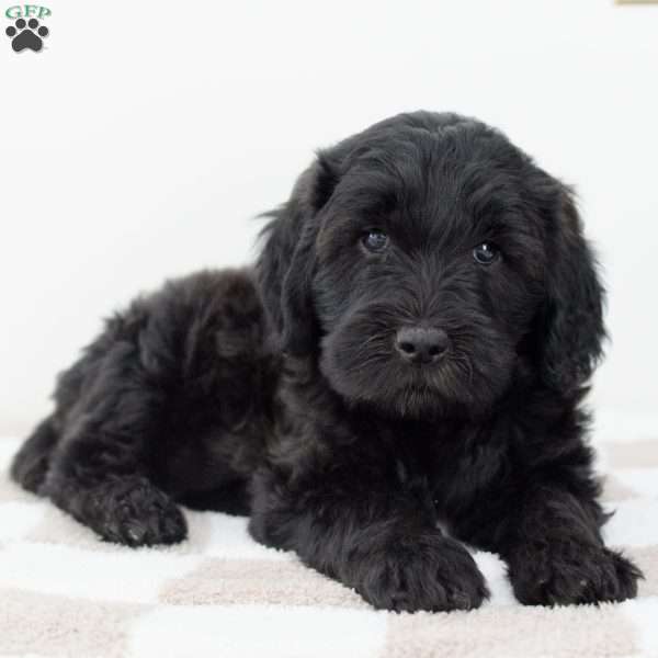 Coal, Goldendoodle Puppy