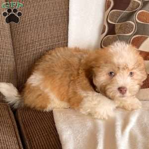 Charlie, Havanese Puppy