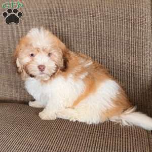 Charlie, Havanese Puppy