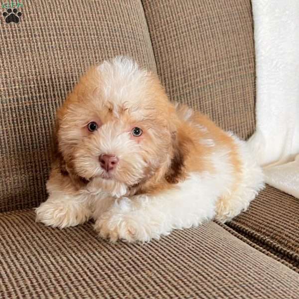 Charlie, Havanese Puppy