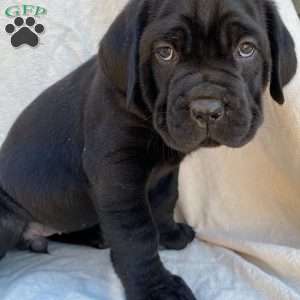 Ruby, Cane Corso Puppy