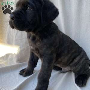 Rupert, Cane Corso Puppy