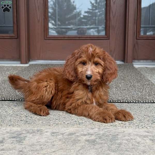 Coco, Goldendoodle Puppy