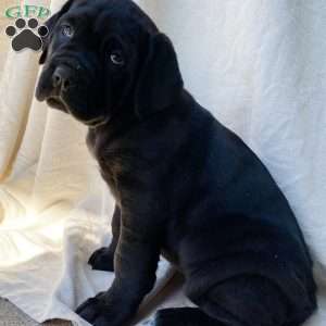 Rosetta, Cane Corso Puppy