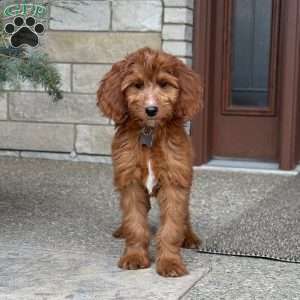 Coco, Goldendoodle Puppy