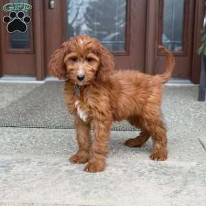 Coco, Goldendoodle Puppy