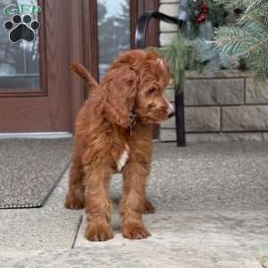 Coco, Goldendoodle Puppy