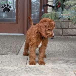 Coco, Goldendoodle Puppy