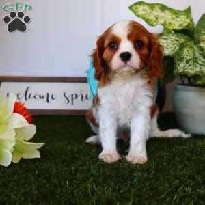 Asher, Cavalier King Charles Spaniel Puppy