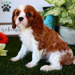 Asher, Cavalier King Charles Spaniel Puppy