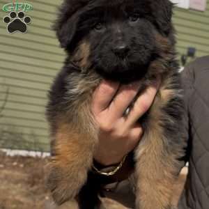 Stormy, German Shepherd Puppy