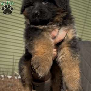 Stormy, German Shepherd Puppy