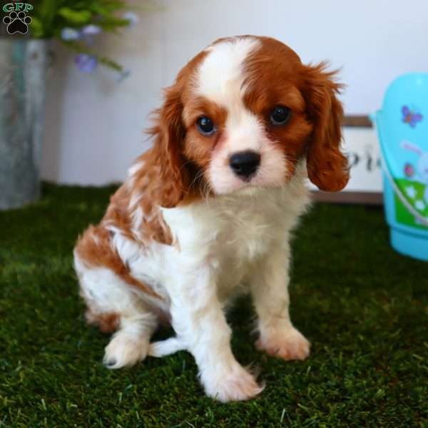 Asher, Cavalier King Charles Spaniel Puppy