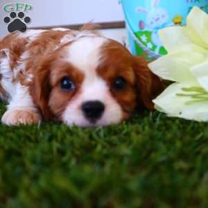 Asher, Cavalier King Charles Spaniel Puppy