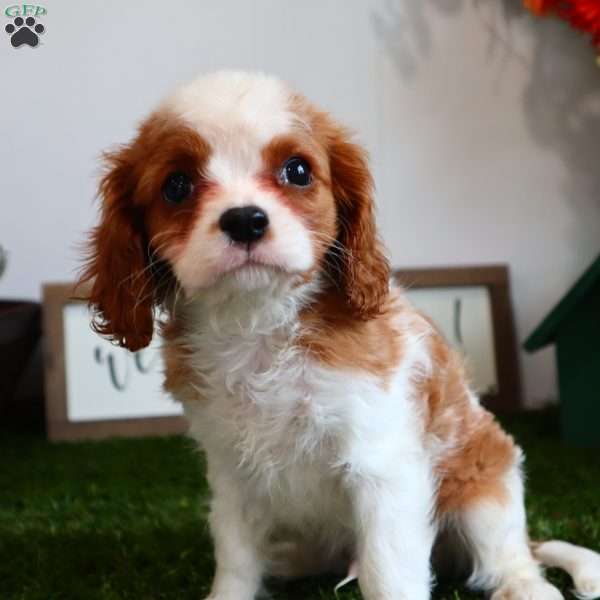 Amster, Cavalier King Charles Spaniel Puppy