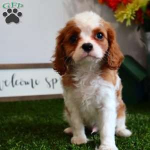 Amster, Cavalier King Charles Spaniel Puppy