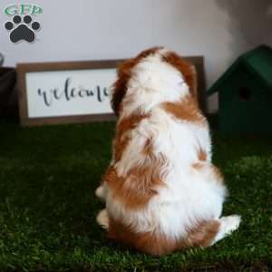 Amster, Cavalier King Charles Spaniel Puppy