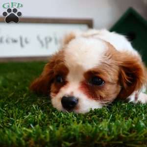 Amster, Cavalier King Charles Spaniel Puppy