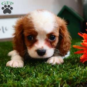 Amster, Cavalier King Charles Spaniel Puppy