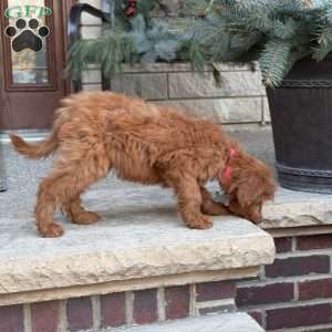 Maggie, Goldendoodle Puppy