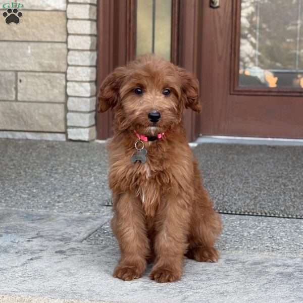 Maggie, Goldendoodle Puppy