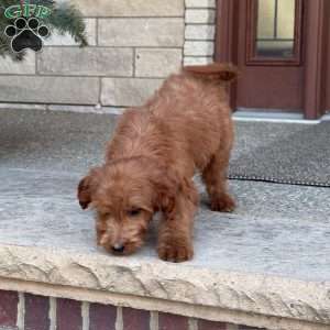 Maggie, Goldendoodle Puppy