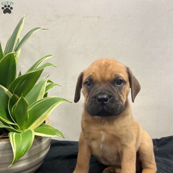 Finland, Bullmastiff Puppy