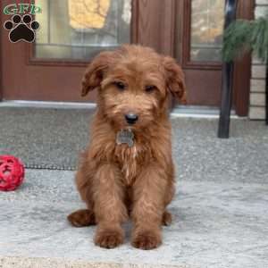 Maggie, Goldendoodle Puppy