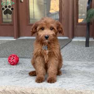 Maggie, Goldendoodle Puppy