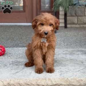 Maggie, Goldendoodle Puppy