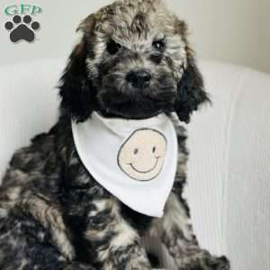 Valley, Goldendoodle Puppy